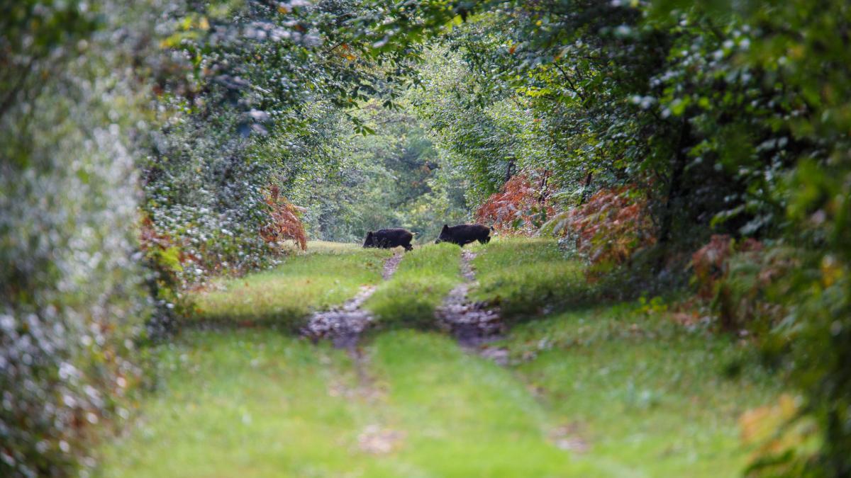 Parc De Launay Louresse-Rochemenier Exteriér fotografie